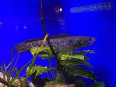 -上海海洋水族馆