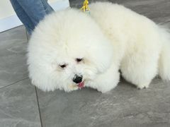 -德元·美联众合24小时动物医院(总院)
