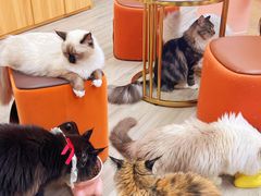 -猪盟咖啡店(玖洲道店)