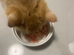 -东方名猫馆·英短金渐层布偶猫舍(环线广场1号楼店)