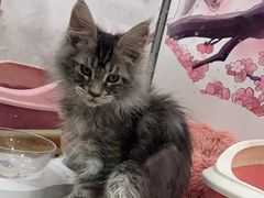 -糯米喵星人总部直营旗舰店·猫舍·幼猫出售