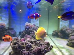 -喵园·猫主题咖啡厅·撸猫·猫咖(国贸店)