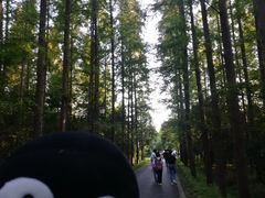 -东平国家森林公园