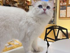 -滚猫咖啡·猫咖·猫友好撸猫(未来城店)