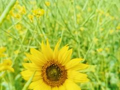 -光明小镇欢乐田园