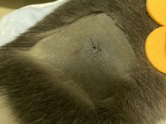 -创凡宠物医院·骨专科  猫科中心(西乡分院)