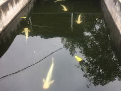 -特种渔场
