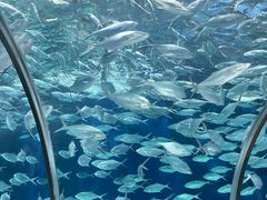 -上海海洋水族馆