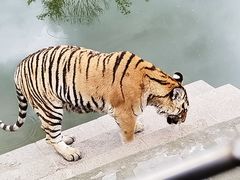 -横道河子东北虎林园