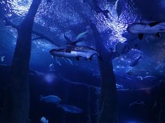 -成都浩海立方海洋公园