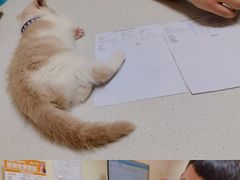 -瑞派宠物医院·24小时骨科·心脏·核磁(哈尔滨南岗店)