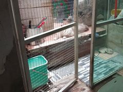 -猫咪博物馆(顶澳仔猫街店)