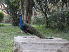 -瑞丽独树成林风景区