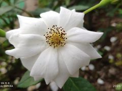 -东莞植物园