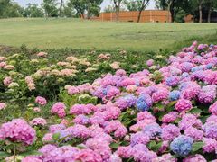 -上海滨江森林公园