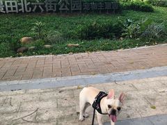 -景田北六街公园宠物主题园