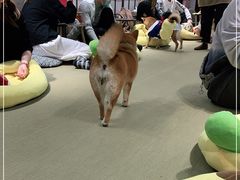 -逗柴咖啡屋·狗咖猫咖宠物桌游