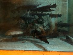 -东方巨龟苑景区