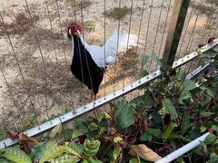 -深圳野生动物园