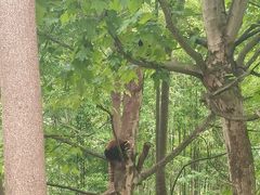 -都江堰中华大熊猫苑