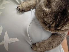 -伟伟宠物医院·瑞派猫友好医院·猫科(光谷店)