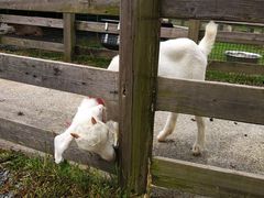 -前小桔亲子创意农场·草莓采摘·露营烧烤