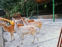 -贵州森林野生动物园