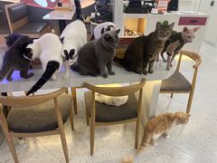 大堂-喵园·猫主题咖啡厅·撸猫·猫咖(国贸店)