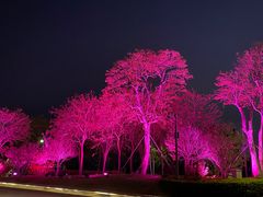 -深圳湾公园(南山区)