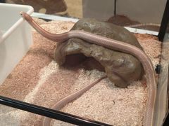 -上海昆虫博物馆