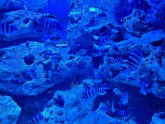-海合安成都极地海洋公园