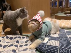 -CAT’S MEWSTAR CAFE·喵星球猫屋(晴湾咖啡店)