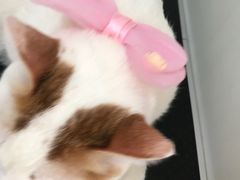 -BABYDOG宝贝狗宠物乐园(欧洲城店)