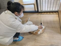 -南京Hallo宠物乐园·哈罗犬舍·柴犬繁育基地