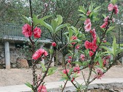 -南国桃园旅游度假区