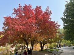 -大望京公园