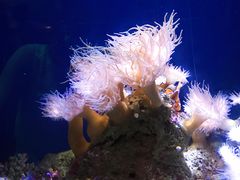 -悉尼海洋生物水族馆