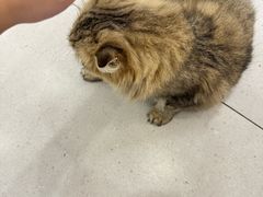 -安格丽娜·狗咖·猫咖羊驼咖(春熙路百盛商场店)