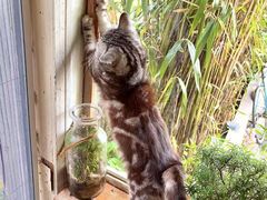 -海边的猫和咖啡馆