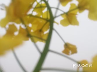 没有相机，带上手机，带上好心情，看油菜花！