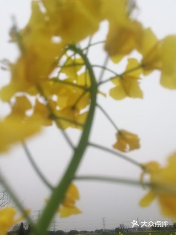 没有相机，带上手机，带上好心情，看油菜花！