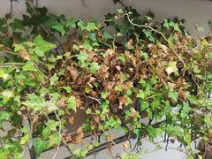 -复旦大学附属肿瘤医院(徐汇院区)