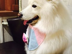 -百好乐宠物友好餐厅(朝外大街店)