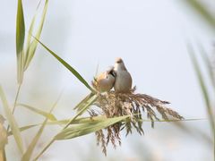 -野鸭湖国家湿地公园