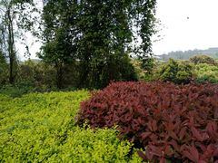 -铁山坪森林公园