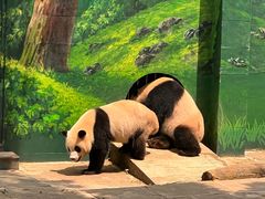 -中国大熊猫保护研究中心雅安碧峰峡基地