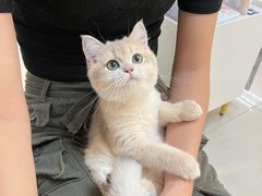 -lincat·猫舍(广州店)