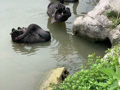 -鹅湖玫瑰文化园
