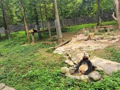 -都江堰中华大熊猫苑