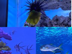 -上海海昌海洋公园
